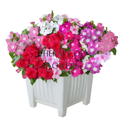 Vinca Mega Bloom® Mix F1 | Catharanthus roseus therapyofflowers.com