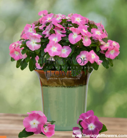 Vinca Mega Bloom® Mix F1 | Catharanthus roseus therapyofflowers.com