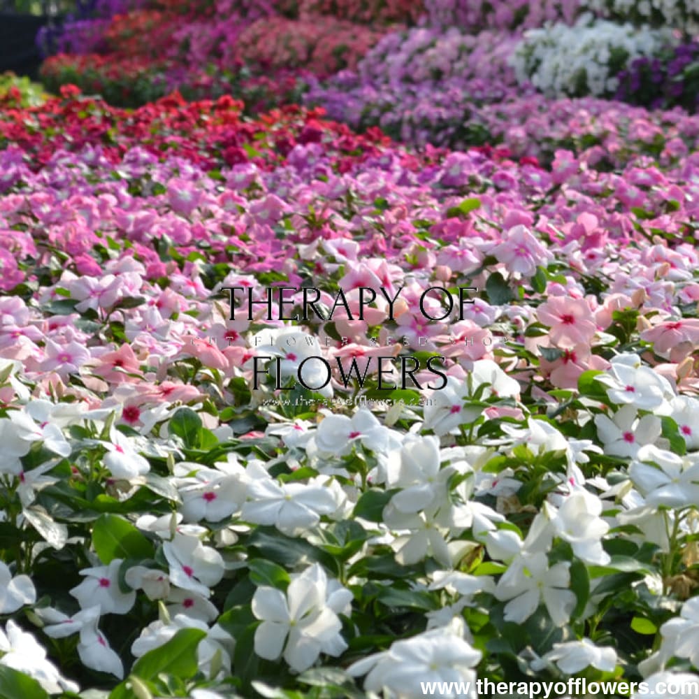 Vinca Mega Bloom® Mix F1 | Catharanthus roseus therapyofflowers.com