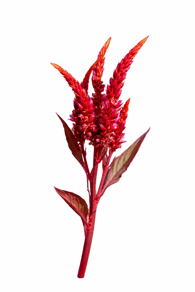 Celosia argentea var. plumosa Forest Fire | Feather Celosia | Tall therapyofflowers.com
