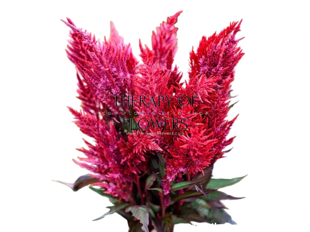 Celosia argentea var. plumosa Forest Fire | Feather Celosia | Tall therapyofflowers.com