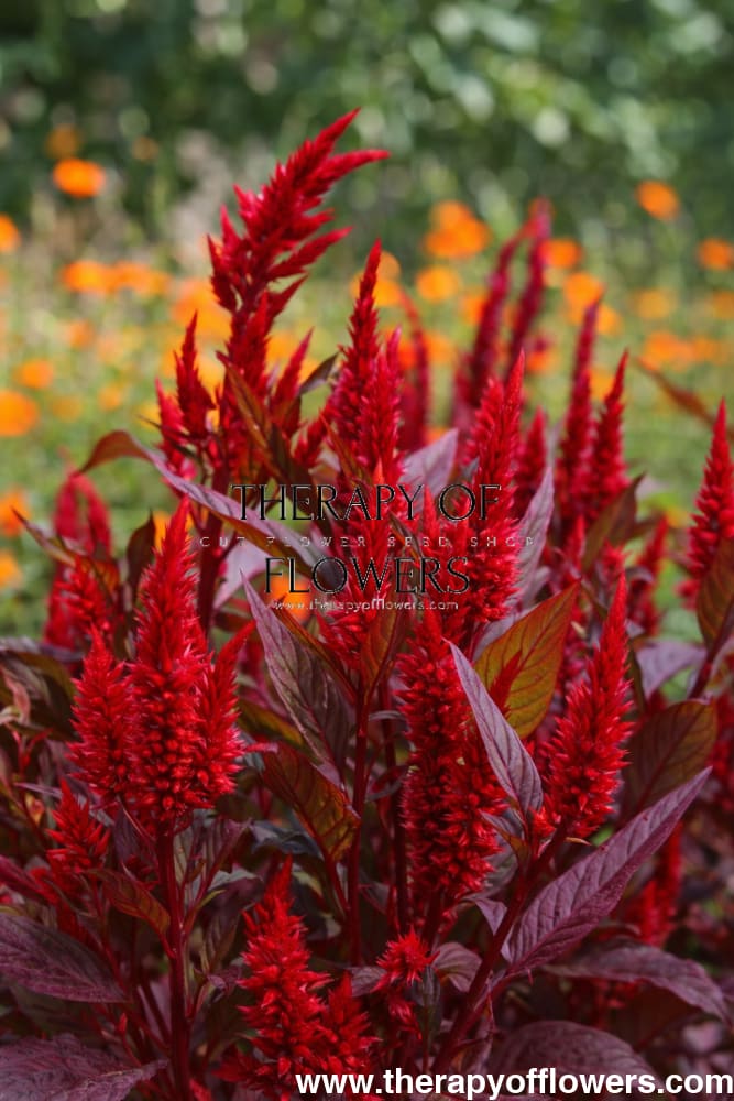 Celosia argentea var. plumosa Forest Fire | Feather Celosia | Tall therapyofflowers.com