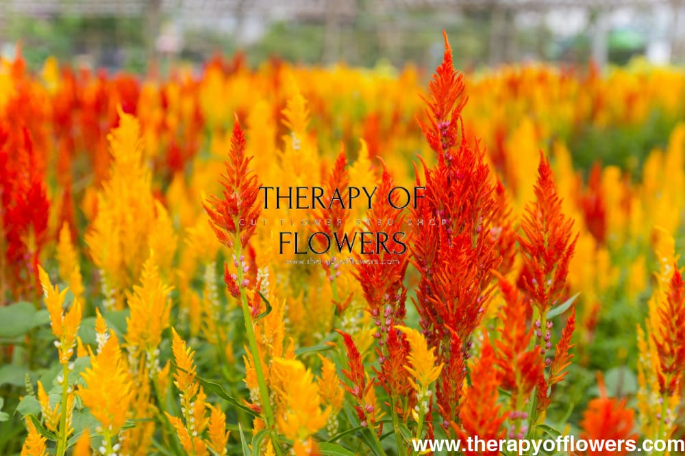 Celosia argentea var. plumosa Golden Plume | Feather Celosia | Tall therapyofflowers.com