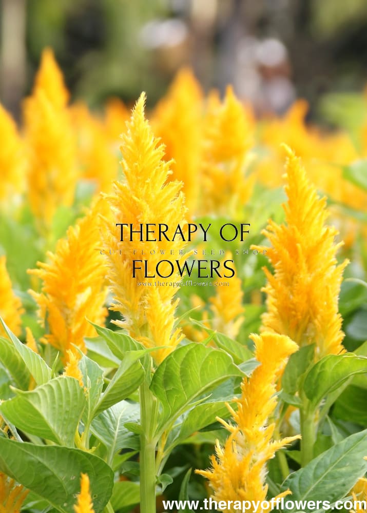 Celosia argentea var. plumosa Golden Plume | Feather Celosia | Tall therapyofflowers.com