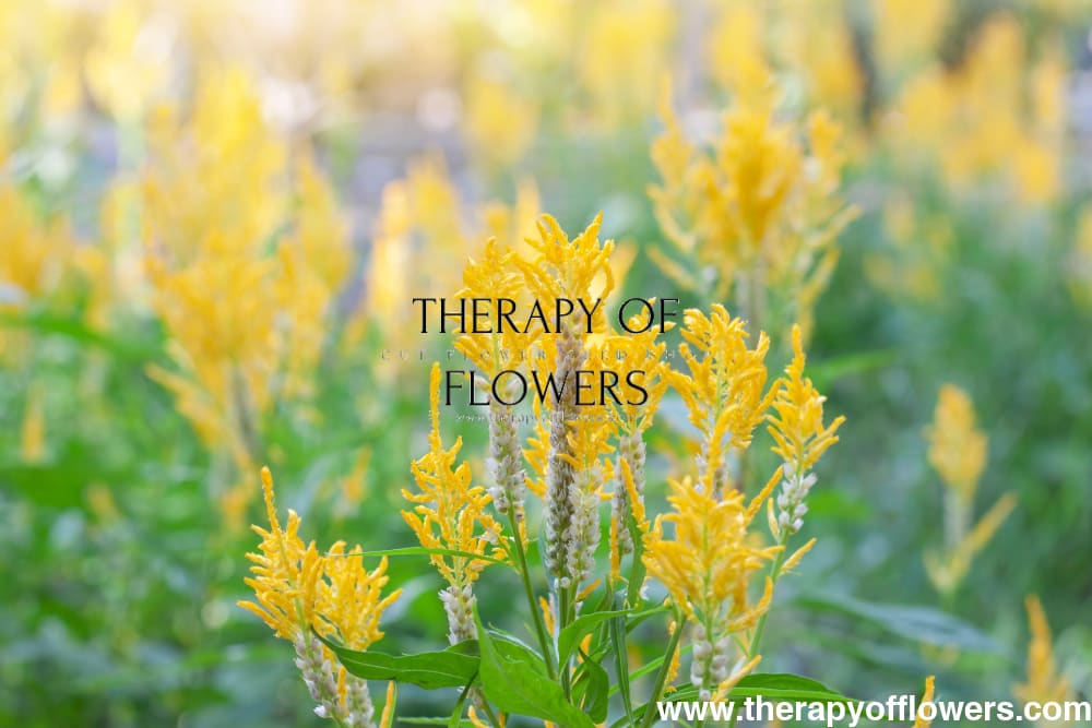 Celosia argentea var. plumosa Golden Plume | Feather Celosia | Tall therapyofflowers.com