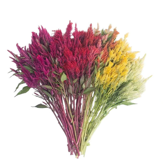 Celosia argentea var. plumosa Pampas Plume Mixture | Feather Celosia | Tall therapyofflowers.com