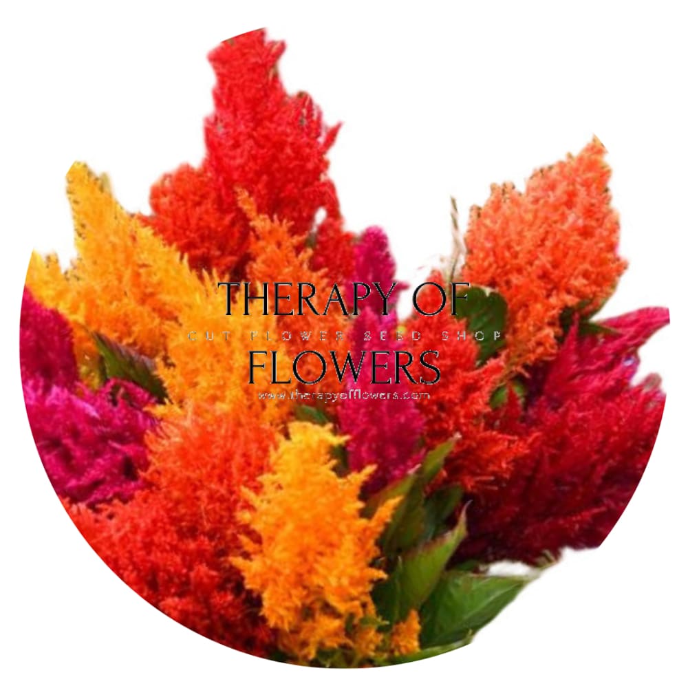 Celosia argentea var. plumosa ‘Pampas Plume Mixture’ | Prince of Wales’ Feathers therapyofflowers.com