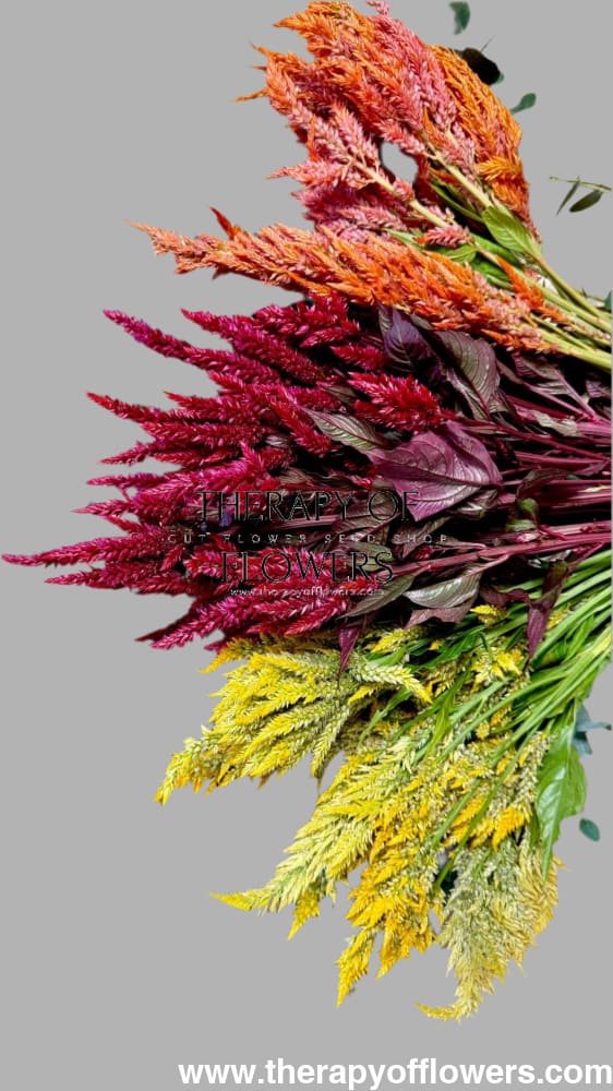 Celosia argentea var. plumosa Pampas Plume Mixture | Feather Celosia | Tall therapyofflowers.com
