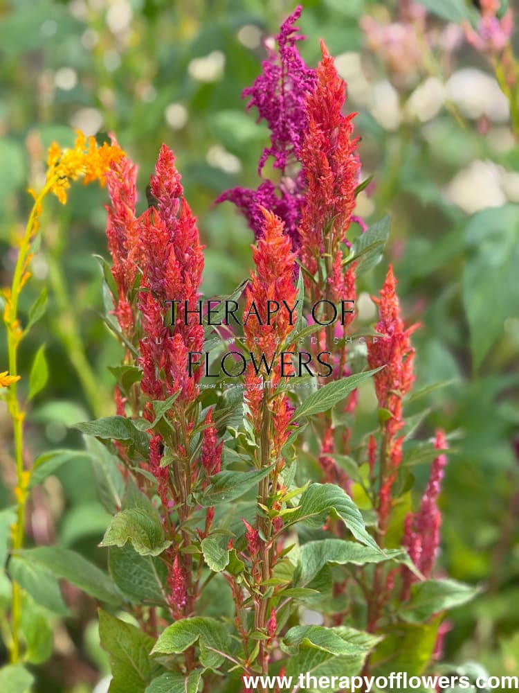 Celosia argentea var. plumosa ‘Pampas Plume Mixture’ | Prince of Wales’ Feathers therapyofflowers.com