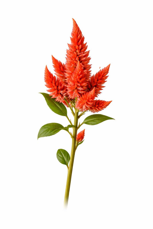 Celosia spicata Celway™ Orange | Pelleted seed therapyofflowers.com