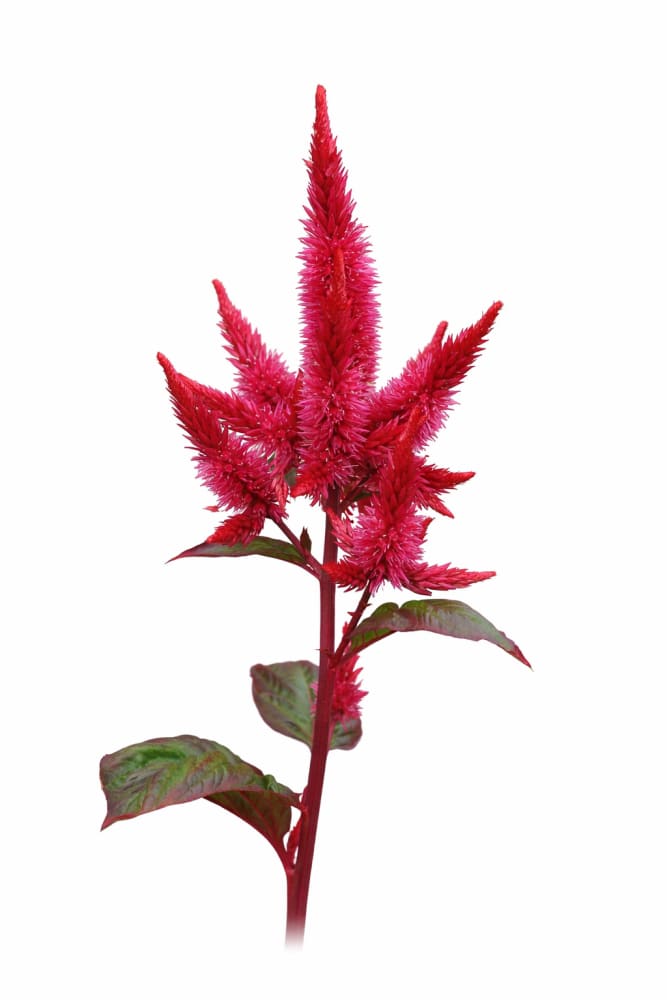 Celosia spicata Celway™ Red | Wheat Celosia | Cut Flower therapyofflowers.com