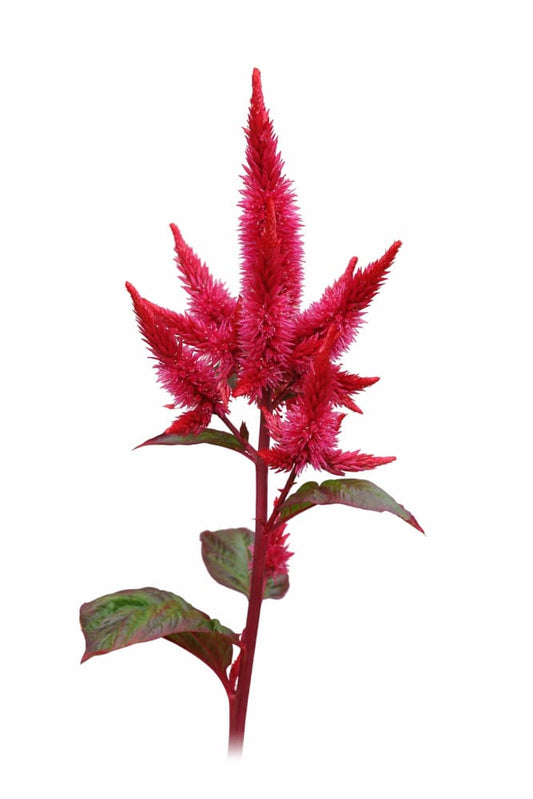 Celosia spicata Celway™ Red | Wheat Celosia | Cut Flower therapyofflowers.com