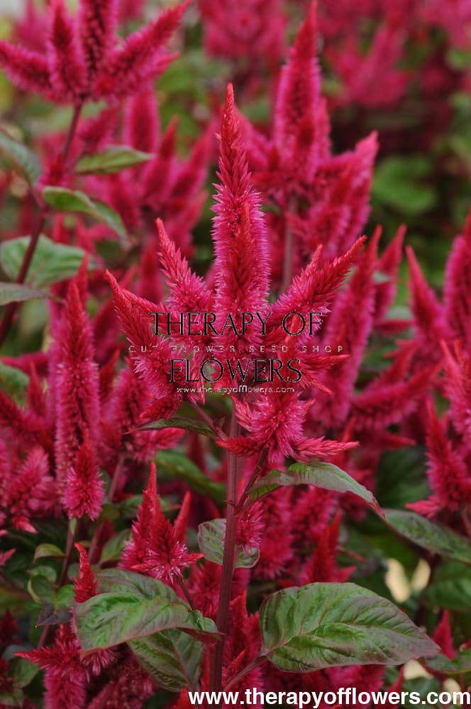 Celosia spicata Celway™ Red | Wheat Celosia | Cut Flower therapyofflowers.com