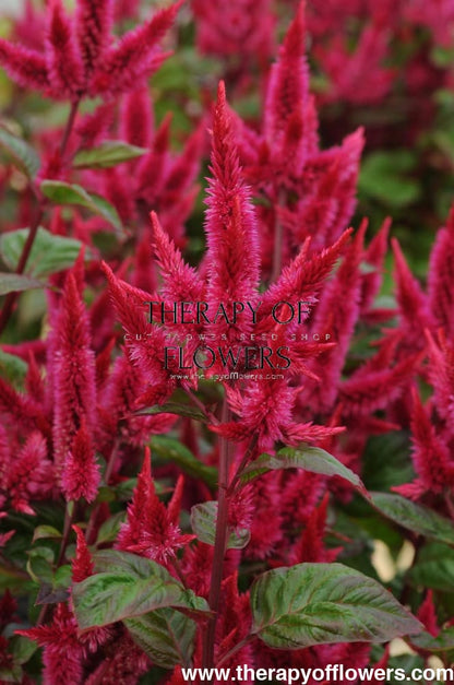 Celosia spicata Celway™ Red | Wheat Celosia | Cut Flower therapyofflowers.com