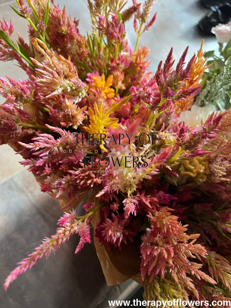 Celosia spicata Celway Salmon.