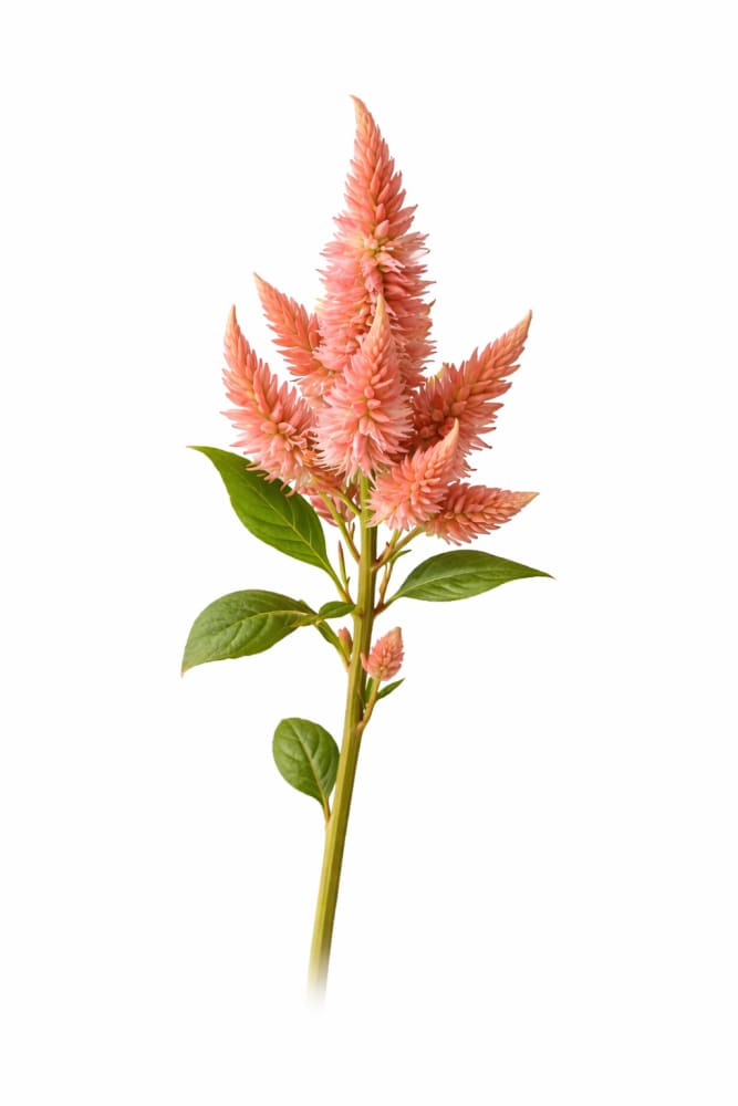 Celosia spicata Celway™ Salmon | Wheat Celosia | Cut Flower therapyofflowers.com