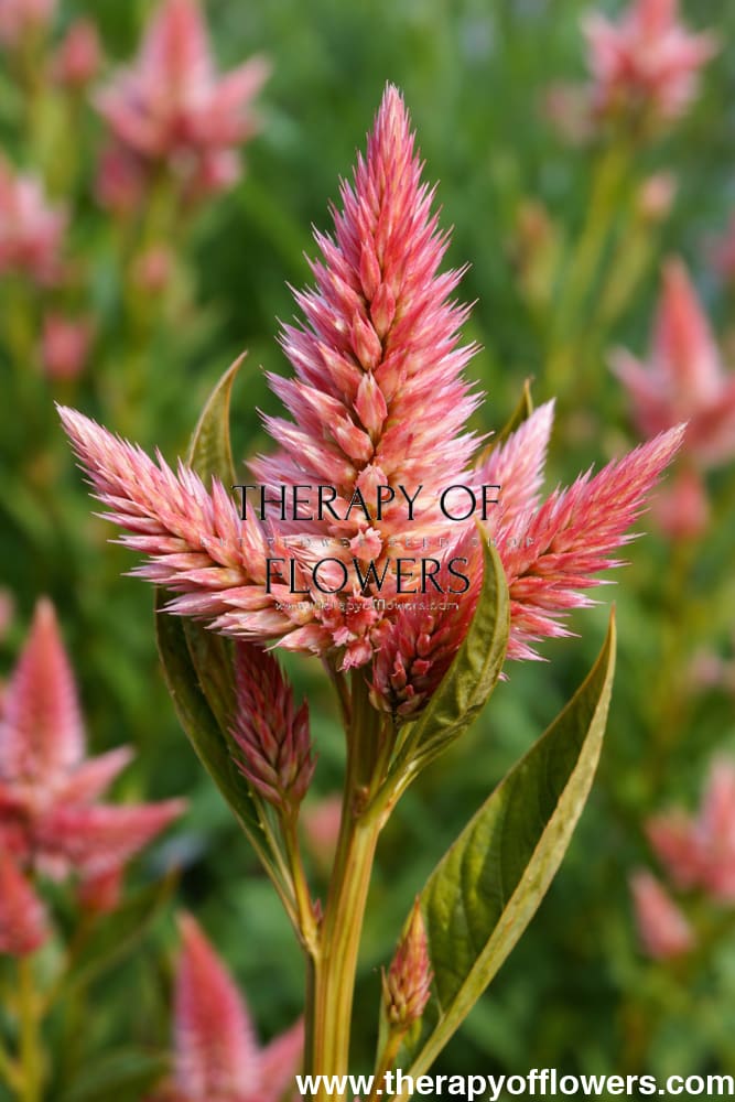 Celosia spicata Celway™ Salmon | Wheat Celosia | Cut Flower therapyofflowers.com