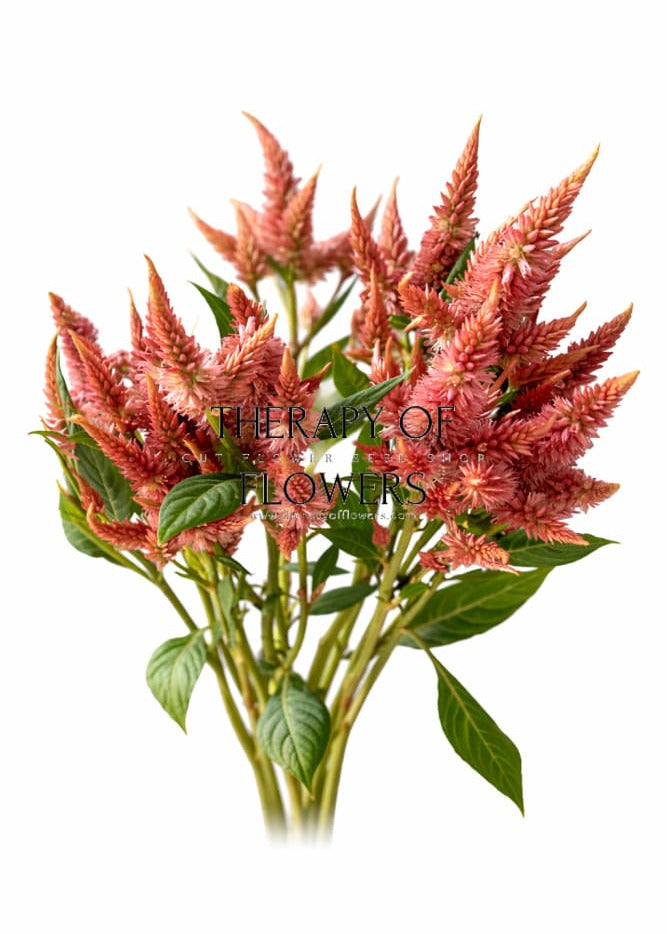 Celosia spicata Celway™ Terracotta | Wheat Celosia | Cut Flower therapyofflowers.com