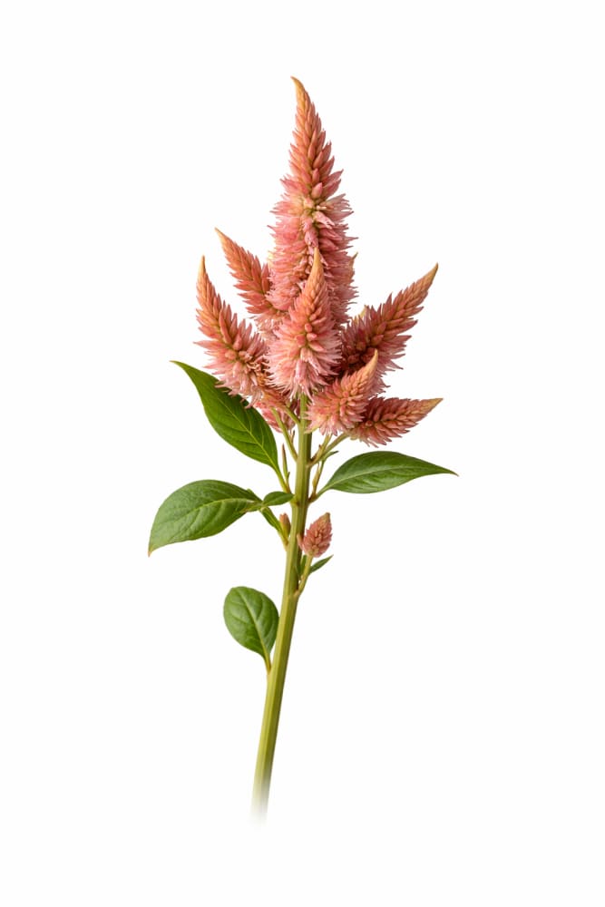 Celosia spicata Celway™ Terracotta | Wheat Celosia | Cut Flower therapyofflowers.com