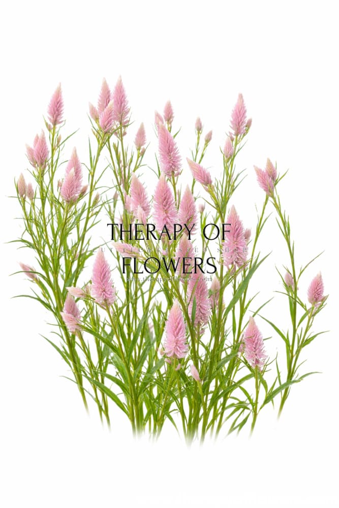 Celosia spicata Flamingo | Wheat Celosia therapyofflowers.com