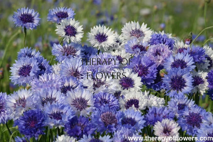 Centaurea cyanus Classic Fantastic | Cornflower therapyofflowers.com