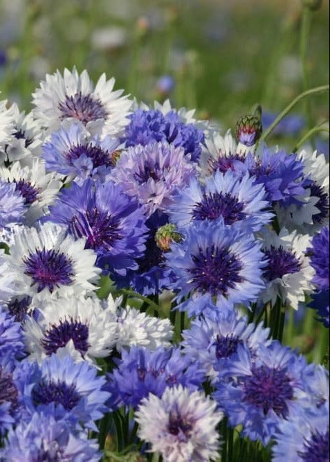 Centaurea cyanus Classic Fantastic | Cornflower therapyofflowers.com