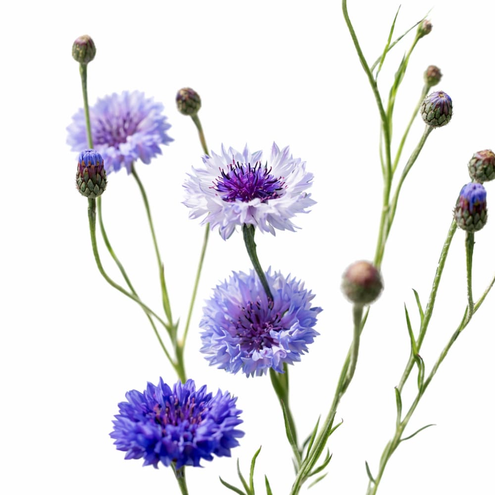 Centaurea cyanus Classic Fantastic | Cornflower - 1 gram / Mix shades of blue - Seeds