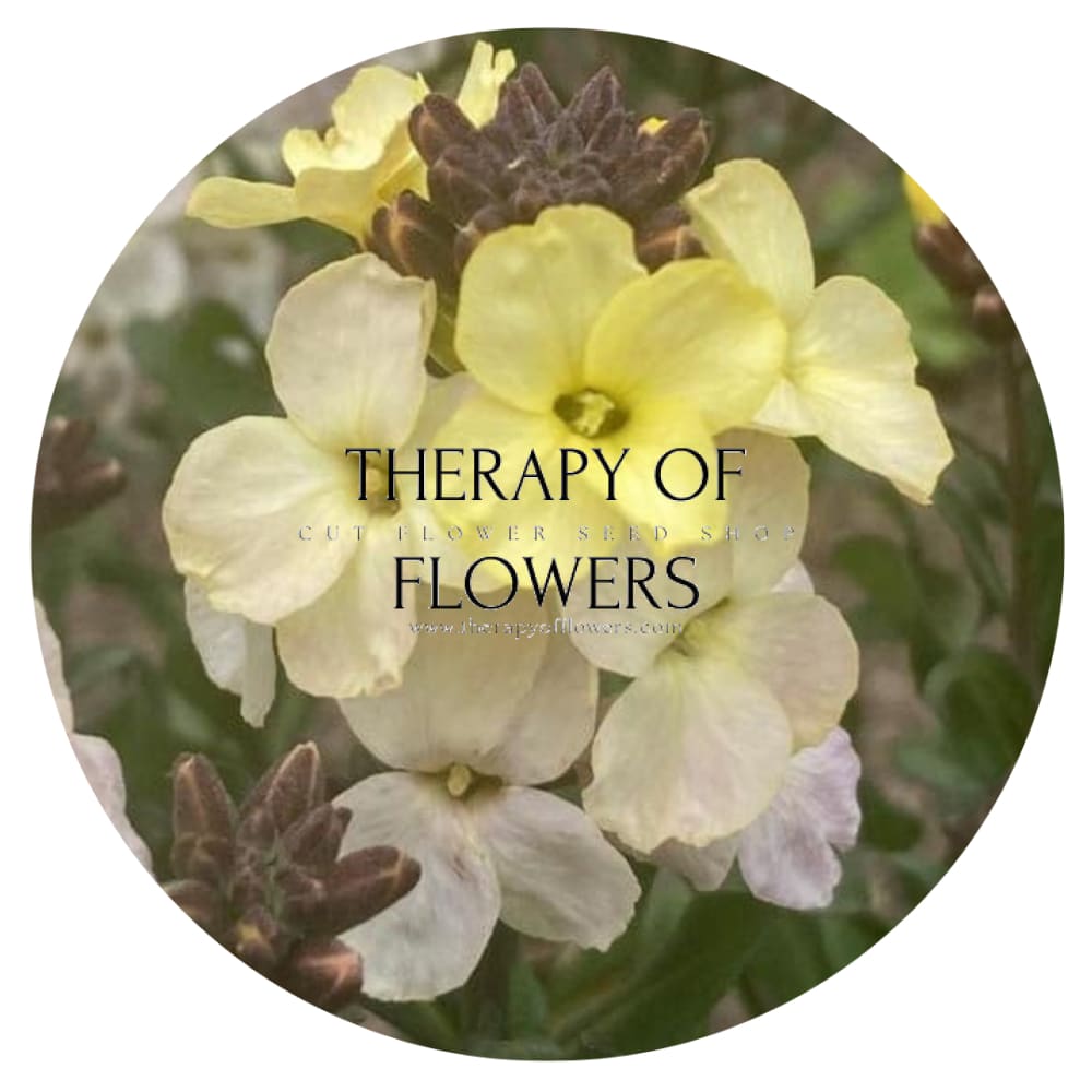 Erysimum cheiri Ivory White | Cheiranthus cheiri | English Wallflower therapyofflowers.com