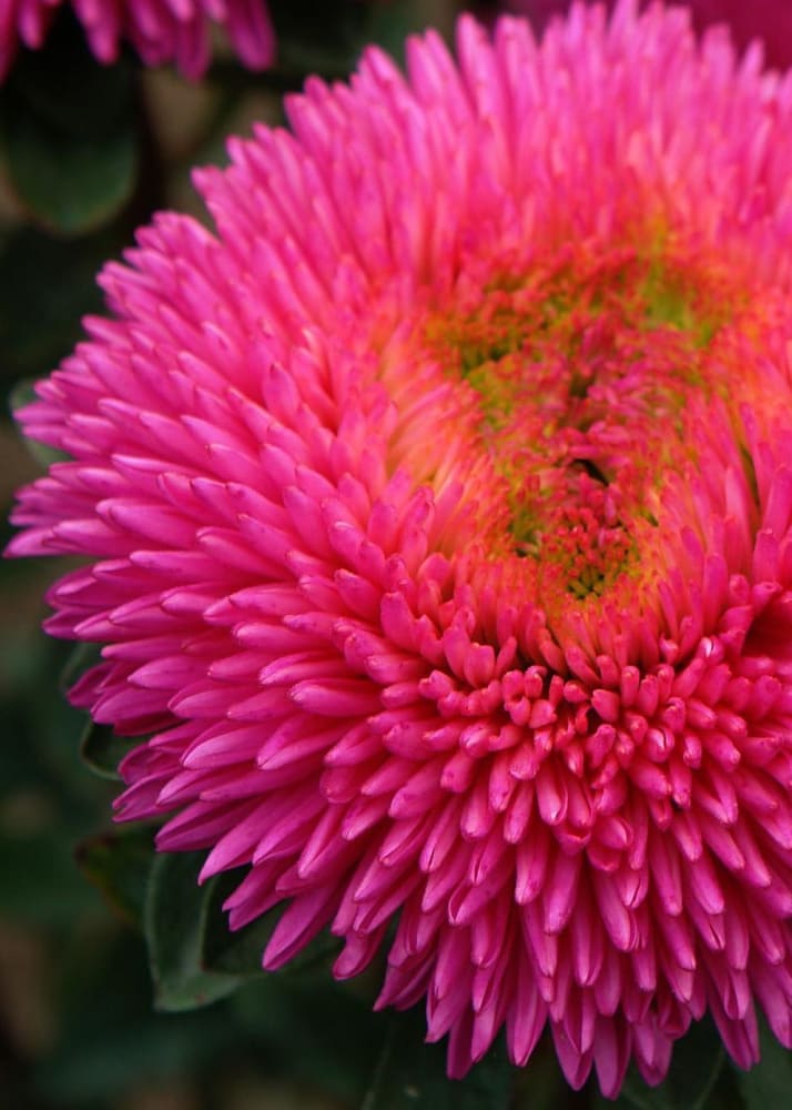 Callistephus chinensis Chrisantella Dragon Heart