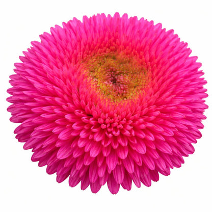 China Aster Chrisantella Dragon Heart | Callistephus chinensis - 30 seeds / 60-80 cm / Fuchsia - Seeds