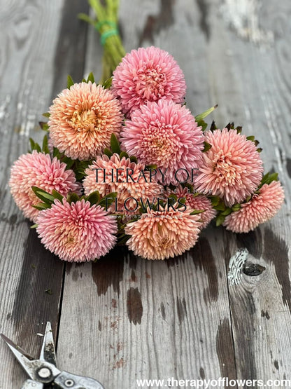 Aster Chrisantella Flamingo at Sunset - therapyofflowers.comseeds
