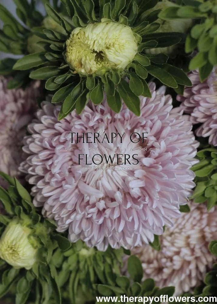 Callistephus chinensis 'Chrysantella, Moonstone