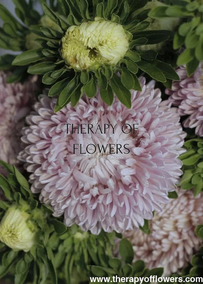 Callistephus chinensis 'Chrysantella, Moonstone