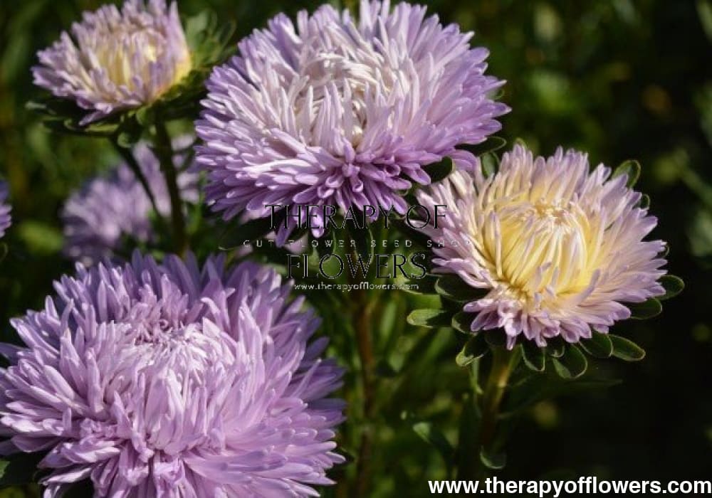 Aster Chrisantella Lilac Mist - therapyofflowers.comflowers