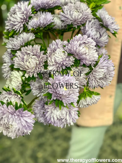 China Aster Chrisantella Lilac Mist | Callistephus chinensis - 30 seeds / 60-80 cm / Lilac Shades - Seeds