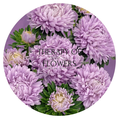 Aster Chrisantella Lilac Mist - therapyofflowers.comflowers