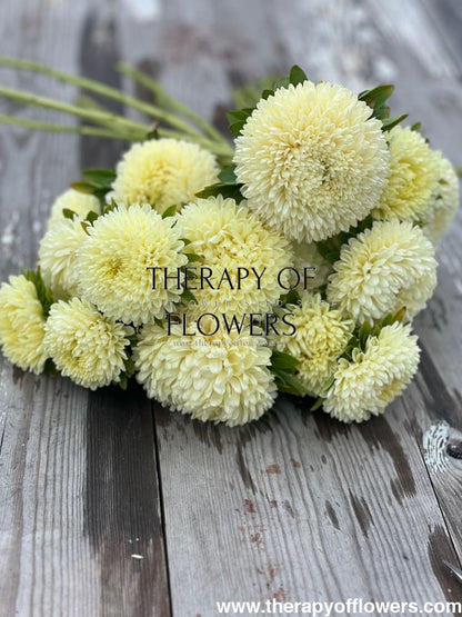 Aster Chrisantella Limoncello - therapyofflowers.comSeeds