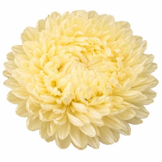 China Aster Chrisantella Limoncello | Callistephus chinensis - 30 seeds / 60-80 cm / soft yellow - Seeds