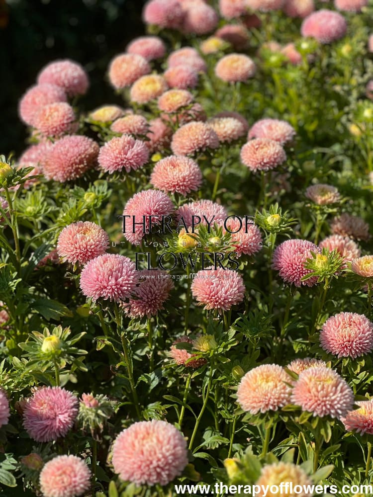 Aster Chrisantella Lotos Flower - therapyofflowers.comSeeds