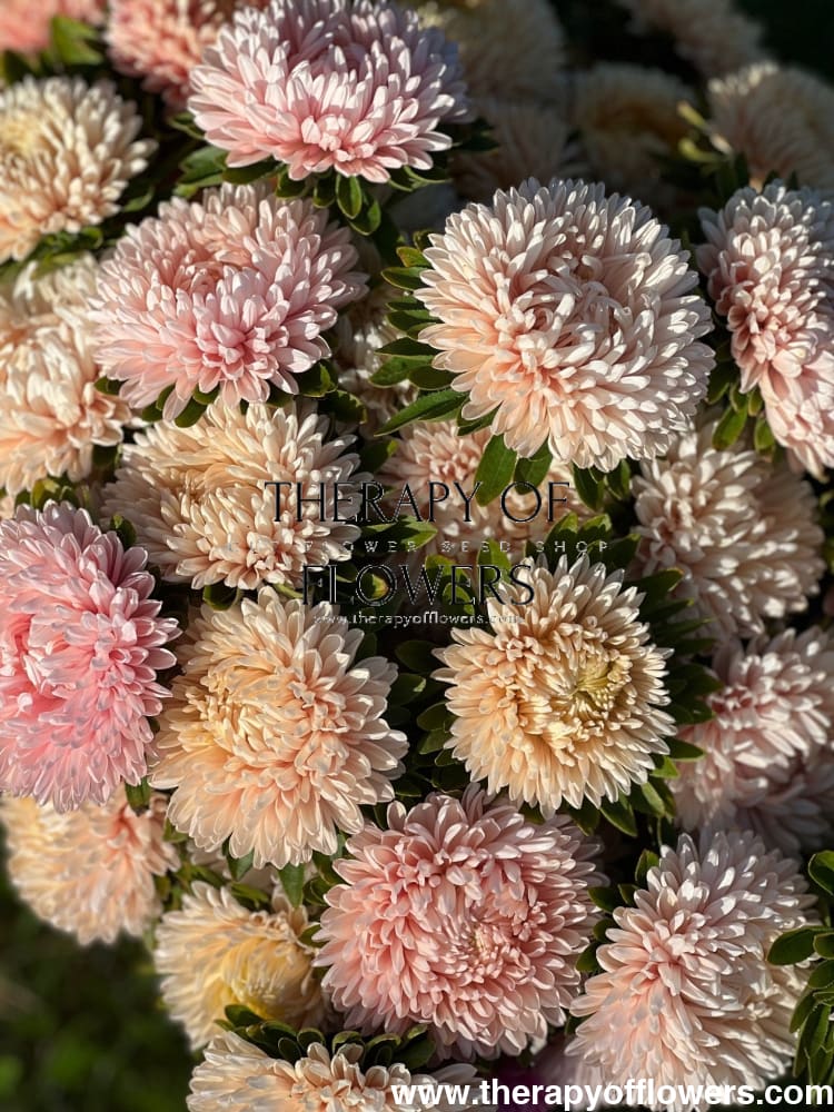 Aster Chrisantella Lotos Flower - therapyofflowers.comSeeds