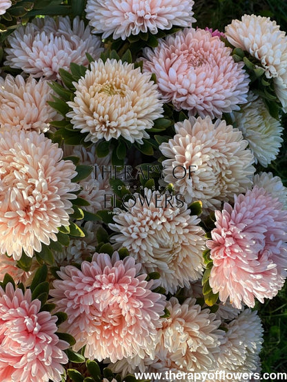 Aster Chrisantella Lotos Flower - therapyofflowers.comSeeds