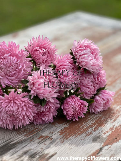 China Aster Chrisantella Love Me Tender | Callistephus chinensis - 30 seeds / 60-80 cm / Rose-pink - Seeds