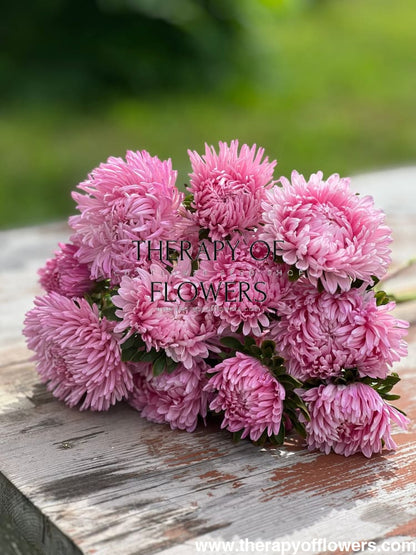 China Aster Chrisantella Love Me Tender | Callistephus chinensis - 30 seeds / 60-80 cm / Rose-pink - Seeds