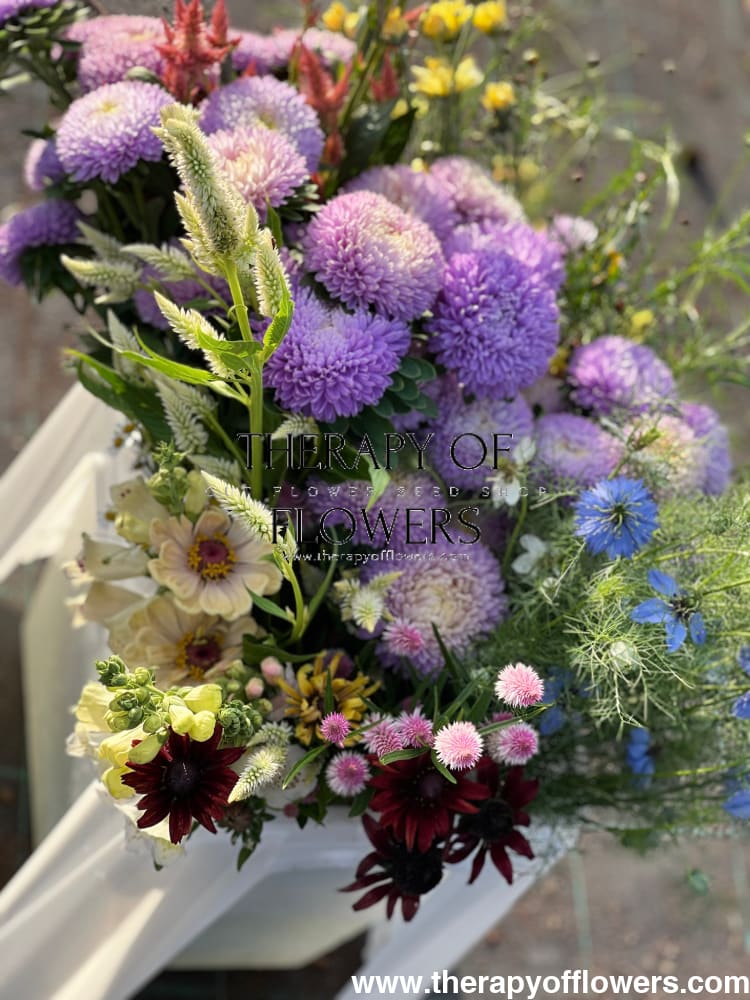 China Aster Chrisantella Moonstone | Callistephus chinensis therapyofflowers.com