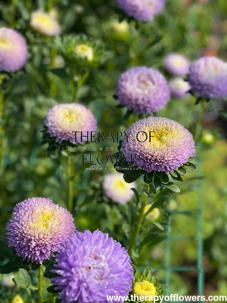 China Aster Chrisantella Moonstone | Callistephus chinensis therapyofflowers.com