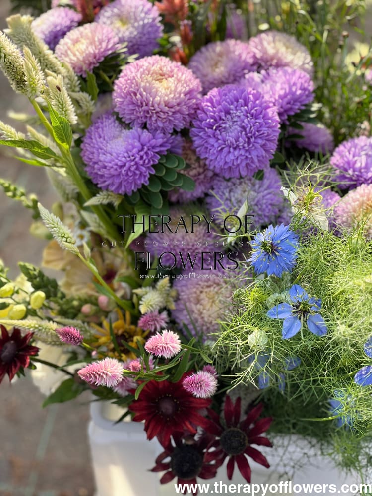 China Aster Chrisantella Moonstone | Callistephus chinensis - 30 seeds / 60-80 cm / Smoky Lavender - Seeds