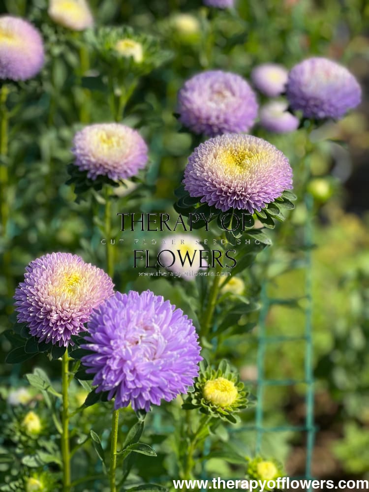China Aster Chrisantella Moonstone | Callistephus chinensis therapyofflowers.com