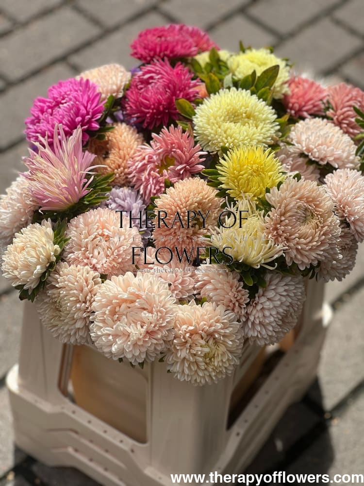 China Aster Chrisantella Pink Mother of Pearl | Callistephus chinensis - 30 seeds / 60-80 - Seeds