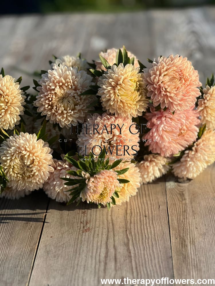 China Aster Chrisantella Pink Mother of Pearl | Callistephus chinensis - 30 seeds / 60-80 - Seeds