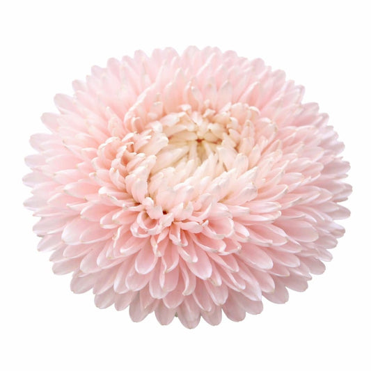 China Aster Chrisantella Pink Mother of Pearl | Callistephus chinensis - 30 seeds / 60-80 - Seeds